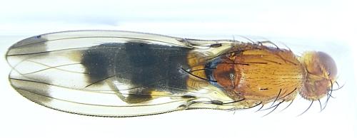 Geomyza tripunctata